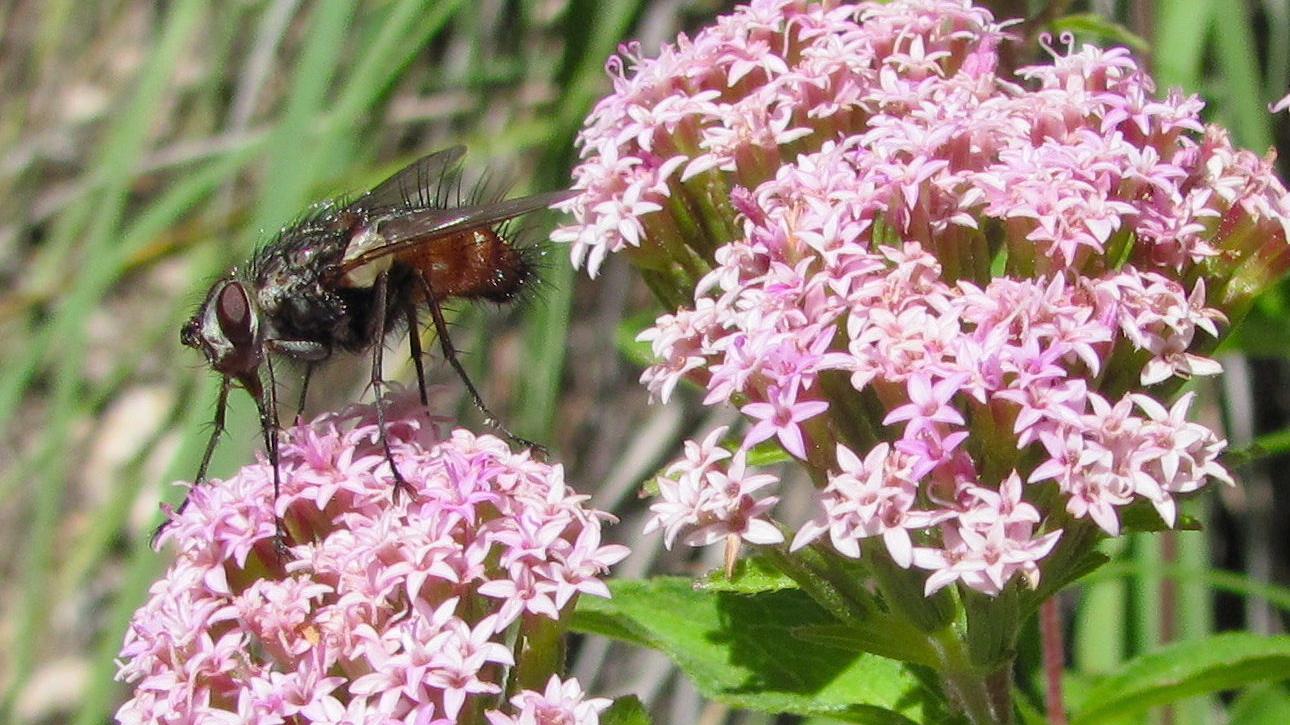 Bee on the blooms